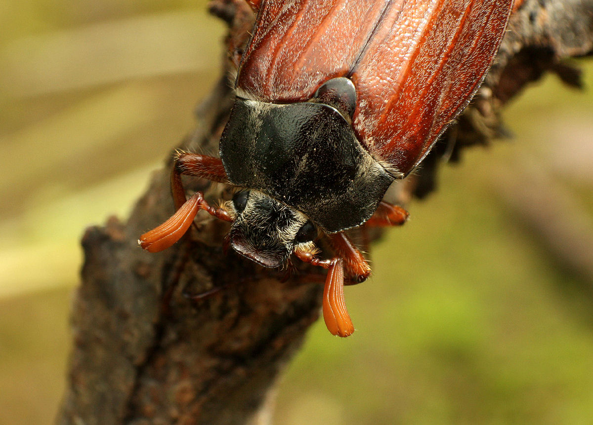 Melolontha melolontha da confermare